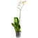 Белая орхидея Фаленопсис в горшке. Краснодар